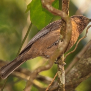 Myzomela obscura at Cape Hillsborough, QLD - 23 Jul 2024