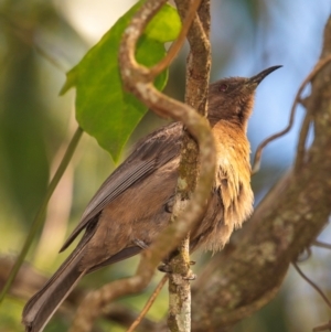 Myzomela obscura at Cape Hillsborough, QLD - 23 Jul 2024