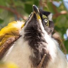 Entomyzon cyanotis (Blue-faced Honeyeater) at Clairview, QLD - 30 Jul 2024 by Petesteamer