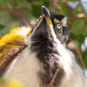 Entomyzon cyanotis at Clairview, QLD - 30 Jul 2024