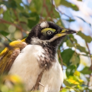 Entomyzon cyanotis at Clairview, QLD - 30 Jul 2024