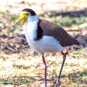 Vanellus miles at Clairview, QLD - 30 Jul 2024