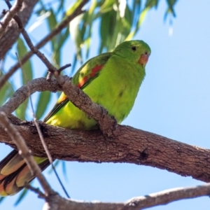 Aprosmictus erythropterus at Clairview, QLD - 30 Jul 2024