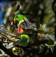 Aprosmictus erythropterus at Clairview, QLD - 30 Jul 2024