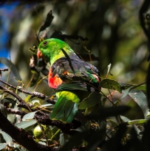 Aprosmictus erythropterus at Clairview, QLD - 30 Jul 2024