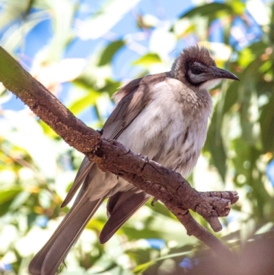 Philemon citreogularis (Little Friarbird) at Clairview, QLD - 30 Jul 2024 by Petesteamer