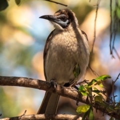 Philemon citreogularis at Clairview, QLD - 30 Jul 2024