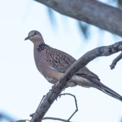 Spilopelia chinensis (Spotted Dove) at Clairview, QLD - 30 Jul 2024 by Petesteamer