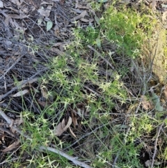 Clematis leptophylla (Small-leaf Clematis, Old Man's Beard) at Jacka, ACT - 6 Sep 2024 by Jiggy