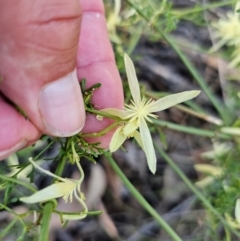 Clematis leptophylla at Jacka, ACT - 6 Sep 2024