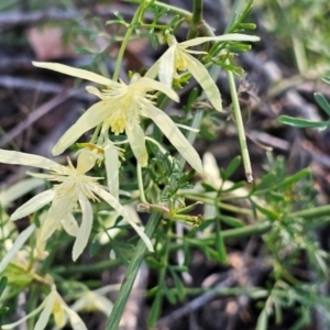 Clematis leptophylla at Jacka, ACT - 6 Sep 2024