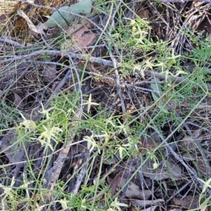 Clematis leptophylla at Jacka, ACT - 6 Sep 2024