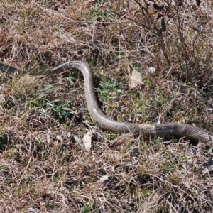 Pseudonaja textilis at Jacka, ACT - 5 Sep 2024 11:10 AM