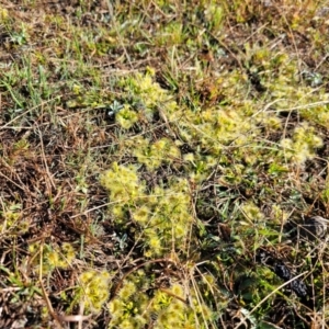 Drosera sp. at Jacka, ACT - 4 Sep 2024