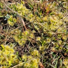 Drosera sp. at Jacka, ACT - 4 Sep 2024