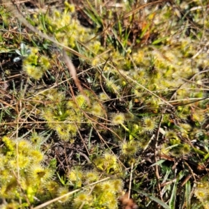 Drosera sp. at Jacka, ACT - 4 Sep 2024