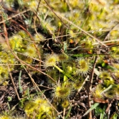 Drosera sp. at Jacka, ACT - 4 Sep 2024