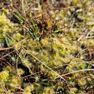 Drosera sp. at Jacka, ACT - 4 Sep 2024