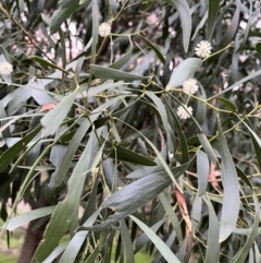 Acacia melanoxylon (Blackwood) at Burrinjuck, NSW - 6 Sep 2024 by SonyaDuus