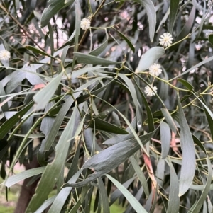 Acacia melanoxylon at Burrinjuck, NSW - 6 Sep 2024 05:46 PM