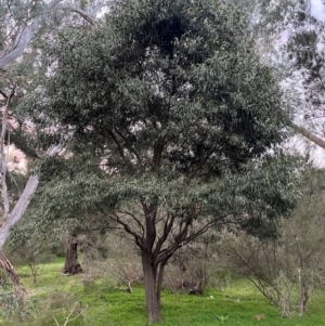 Acacia melanoxylon at Burrinjuck, NSW - 6 Sep 2024 05:46 PM