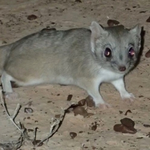 Dasyuroides byrnei at Bedourie, QLD - 11 Apr 2016