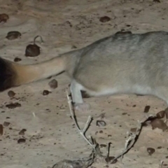 Dasyuroides byrnei at Bedourie, QLD - 11 Apr 2016