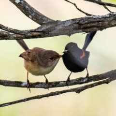 Malurus melanocephalus (Red-backed Fairywren) at North Gregory, QLD - 3 Jul 2024 by Petesteamer