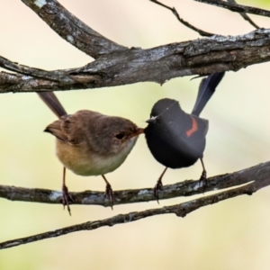 Malurus melanocephalus at North Gregory, QLD - 3 Jul 2024