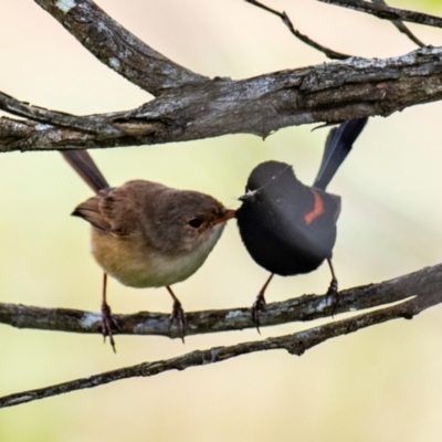 Malurus melanocephalus (Red-backed Fairywren) at North Gregory, QLD - 3 Jul 2024 by Petesteamer