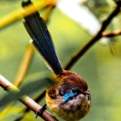 Malurus lamberti (Variegated Fairywren) at North Gregory, QLD - 3 Jul 2024 by Petesteamer