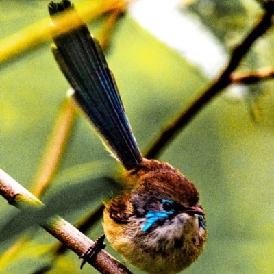 Malurus lamberti (Variegated Fairywren) at North Gregory, QLD - 3 Jul 2024 by Petesteamer