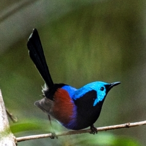 Malurus lamberti at North Gregory, QLD - 3 Jul 2024