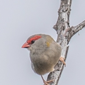 Neochmia temporalis at North Gregory, QLD - 3 Jul 2024