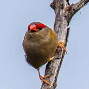 Neochmia temporalis at North Gregory, QLD - 3 Jul 2024