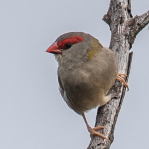 Neochmia temporalis at North Gregory, QLD - 3 Jul 2024 12:01 PM