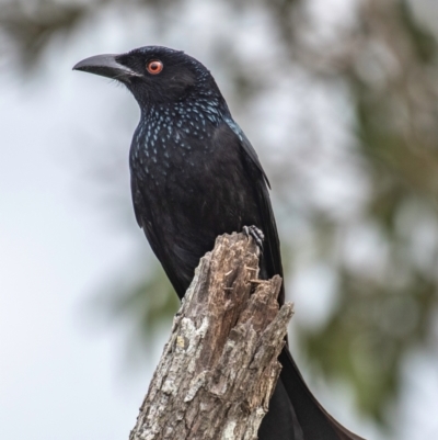 Dicrurus bracteatus (Spangled Drongo) at North Gregory, QLD - 3 Jul 2024 by Petesteamer