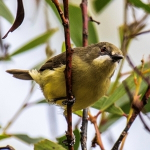 Gerygone palpebrosa at North Gregory, QLD - 3 Jul 2024