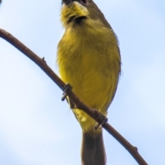Gerygone palpebrosa at North Gregory, QLD - 3 Jul 2024 01:19 PM