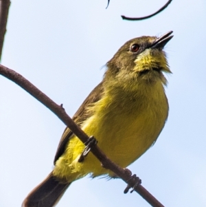 Gerygone palpebrosa at North Gregory, QLD - 3 Jul 2024 01:19 PM