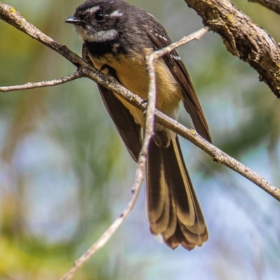 Rhipidura albiscapa (Grey Fantail) at North Gregory, QLD - 3 Jul 2024 by Petesteamer