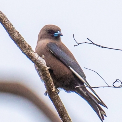 Artamus cyanopterus cyanopterus (Dusky Woodswallow) at North Gregory, QLD - 3 Jul 2024 by Petesteamer