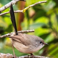 Malurus cyaneus at North Gregory, QLD - 3 Jul 2024 by Petesteamer