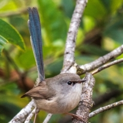 Malurus lamberti at North Gregory, QLD - 3 Jul 2024