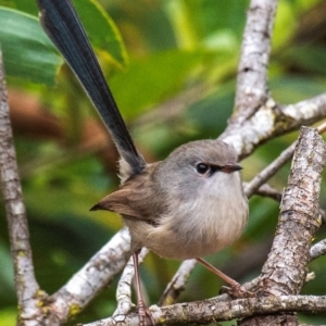 Malurus lamberti at North Gregory, QLD - 3 Jul 2024