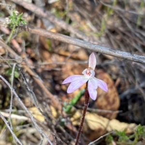 Caladenia fuscata at Conder, ACT - suppressed