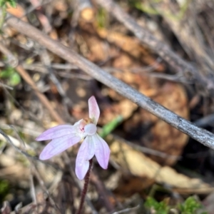 Caladenia fuscata at Conder, ACT - 7 Sep 2024