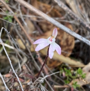 Caladenia fuscata at Conder, ACT - suppressed