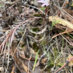 Caladenia fuscata at Conder, ACT - 7 Sep 2024