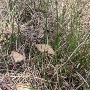 Carex breviculmis at Higgins, ACT - 7 Sep 2024